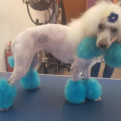 Dog Creative Grooming Poodle