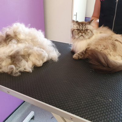 Cat Grooming Persian