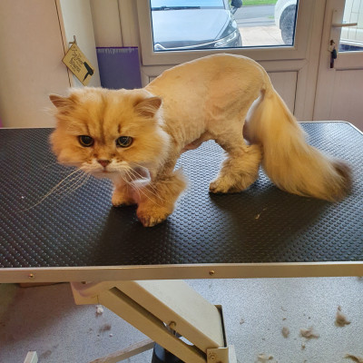 Cat Grooming British Shorthair Lion Clip Cut